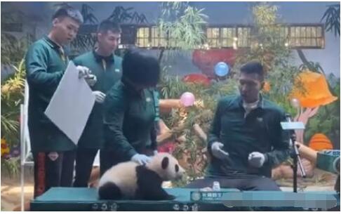 笑哭!易建联被熊猫吓到奶凶奶凶的 大哥不要面子的吗？