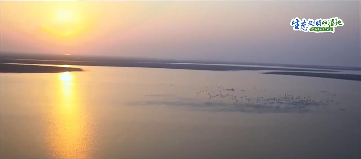 【生态文明@湿地】翩翩起舞候鸟觅食 冬日里一道亮丽的风景