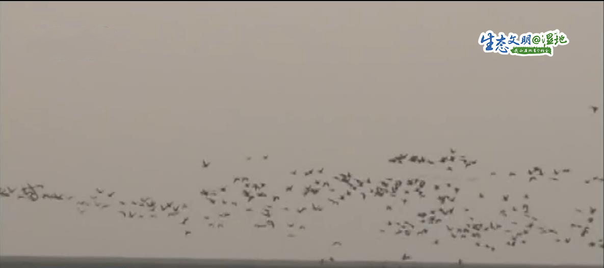 【生态文明@湿地】翩翩起舞候鸟觅食 冬日里一道亮丽的风景