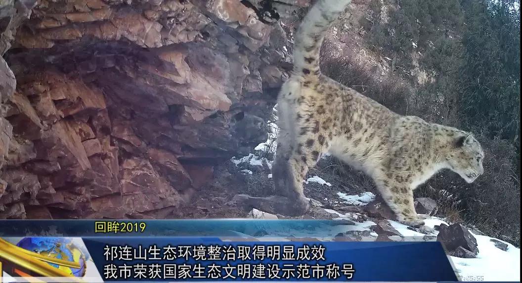 【生态文明@湿地】祁连山生态修复保护工作取得显著成效