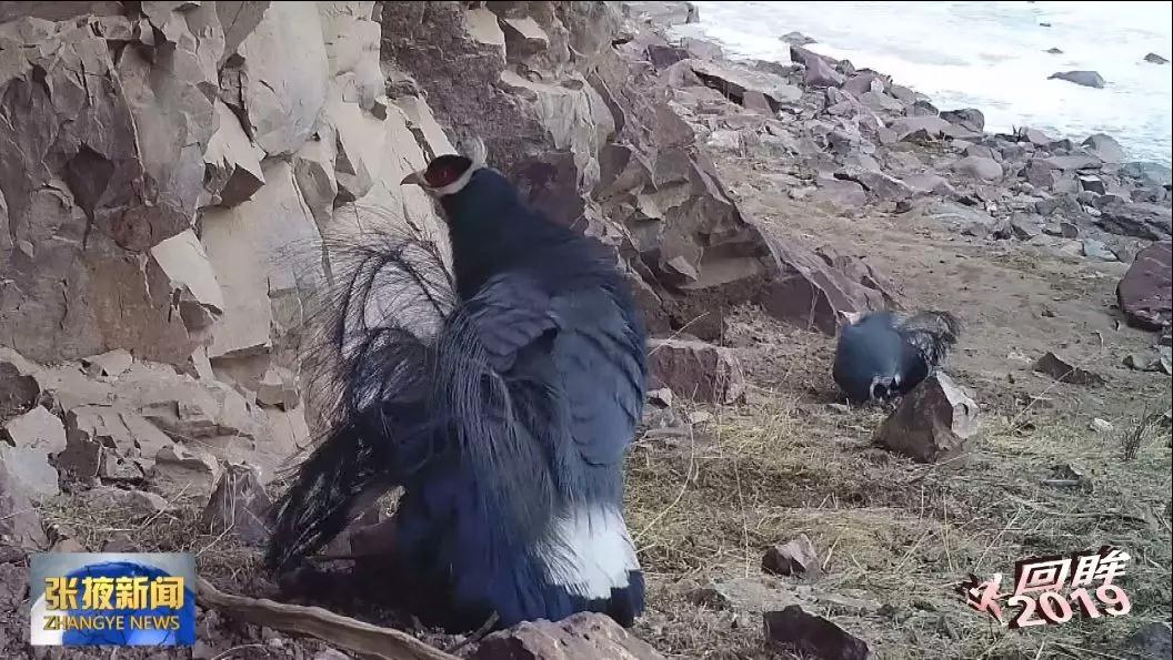 【生态文明@湿地】祁连山生态修复保护工作取得显著成效