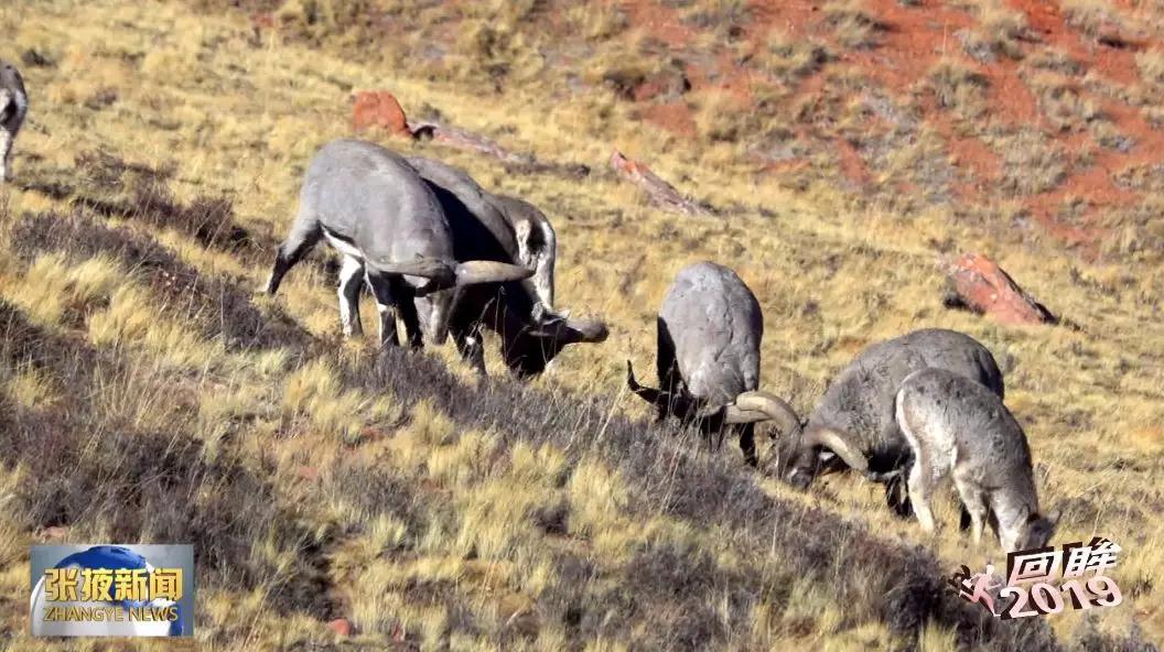 【生态文明@湿地】祁连山生态修复保护工作取得显著成效