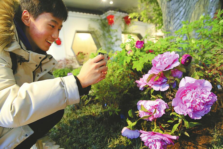 济南：腊月牡丹花盛开 国色天香迎新春