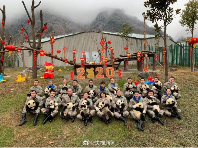 萌萌哒！熊猫宝宝贺新春 圆滚滚的身子扭动起来十分可爱