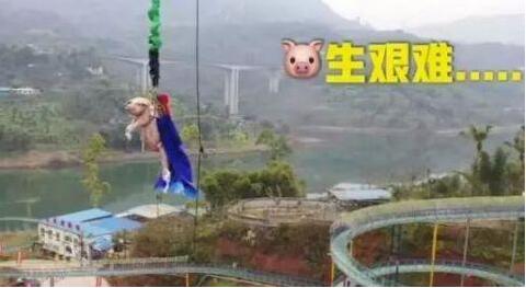 猪生艰难!景区让肥猪从68米高处蹦极!网友炸锅:考虑过它的感受吗?