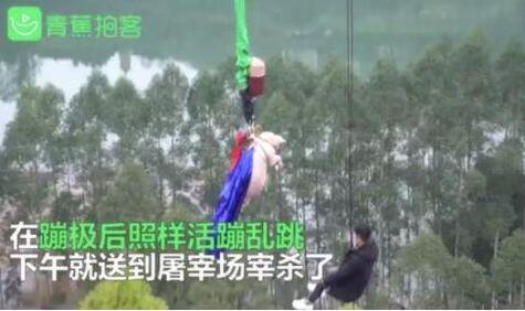 猪生艰难!景区让肥猪从68米高处蹦极!网友炸锅:考虑过它的感受吗?