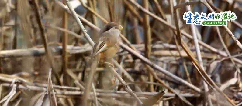 【生态文明@湿地】湿地美景惹人醉 鸟儿枝头来筑巢