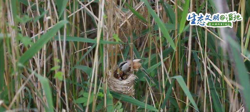 【生态文明@湿地】湿地美景惹人醉 鸟儿枝头来筑巢