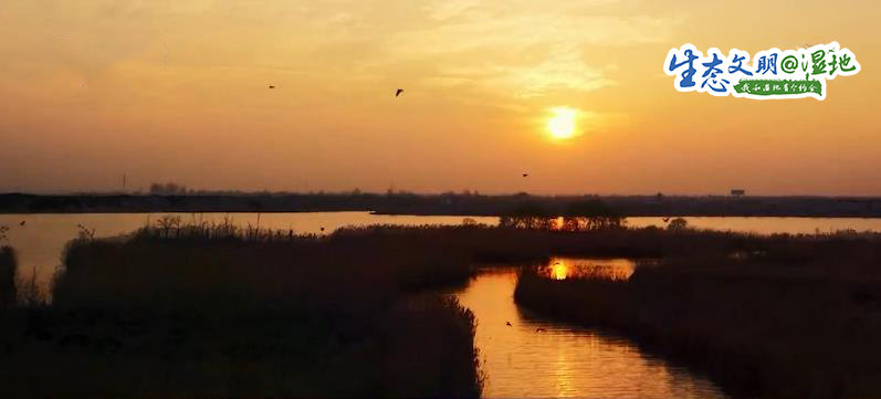 【生态文明@湿地】湿地美景惹人醉 鸟儿枝头来筑巢