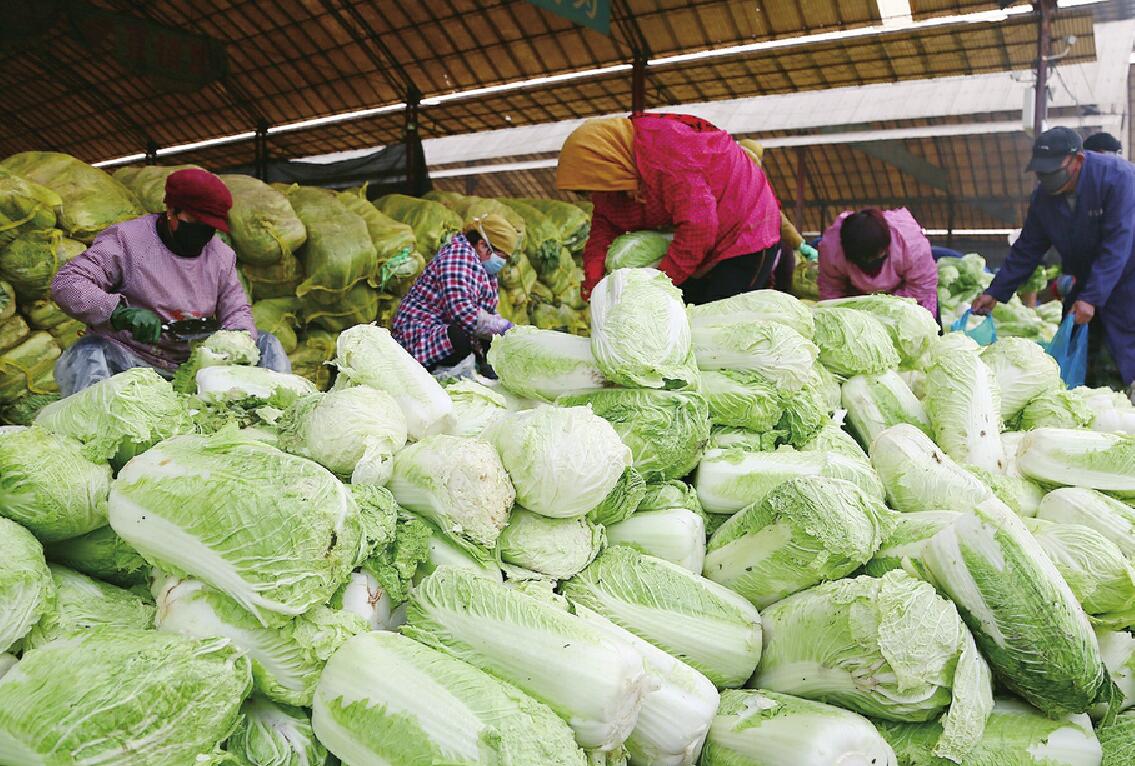 价格亲民 货量充足 济南市投放首批政府储备大白菜
