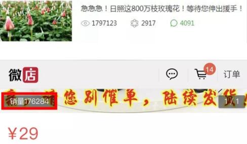 新春走基层：179万阅读量！17万订单！300万枝招贤玫瑰售出！