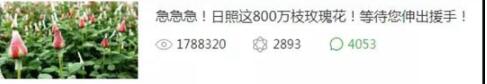 新春走基层：179万阅读量！17万订单！300万枝招贤玫瑰售出！