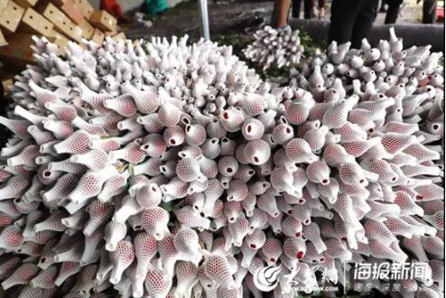 新春走基层：179万阅读量！17万订单！300万枝招贤玫瑰售出！