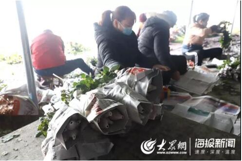 新春走基层：179万阅读量！17万订单！300万枝招贤玫瑰售出！