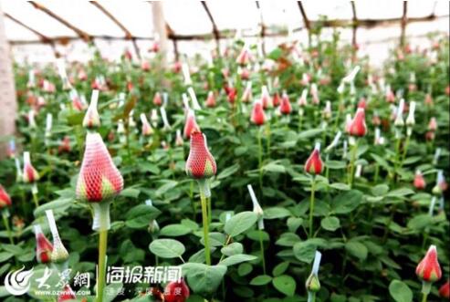 新春走基层：179万阅读量！17万订单！300万枝招贤玫瑰售出！