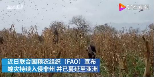 千亿蝗灾蔓延非亚什么情况？现场图惊悚 数量已达多少只？