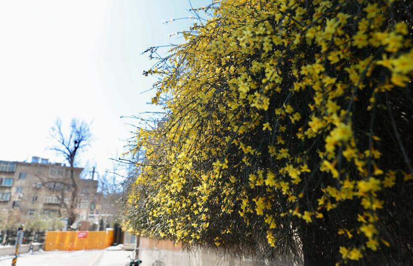 充满希望的春天来了