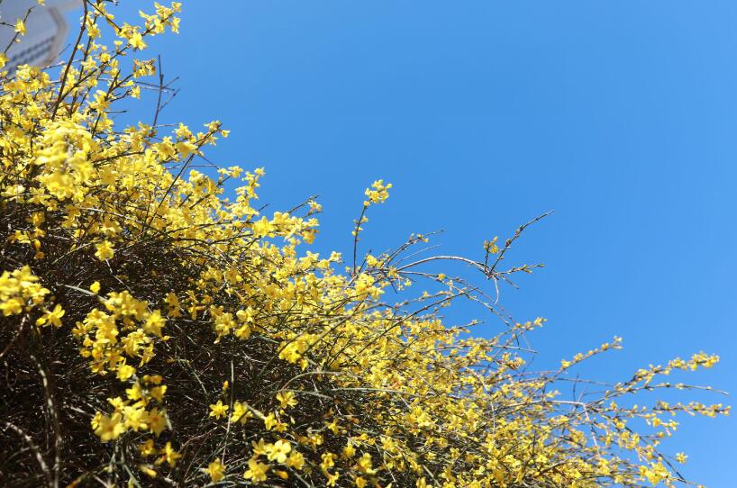 充满希望的春天来了