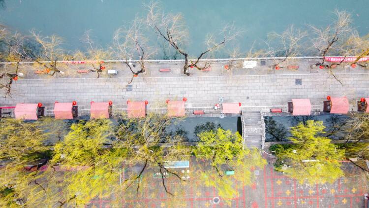 济南：雨后雾气蒙蒙 翠柳尽显春意