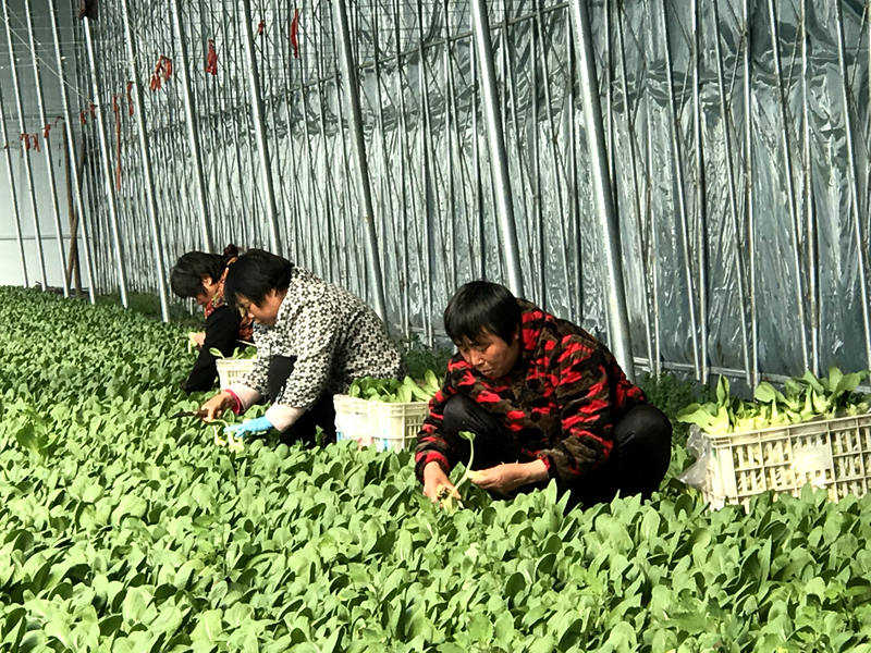 河南沈丘：火神山英雄“同款”蔬菜再送30吨