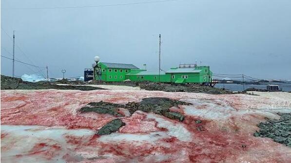 警惕！南极出现西瓜雪 粉红色的“西瓜雪”很危险！