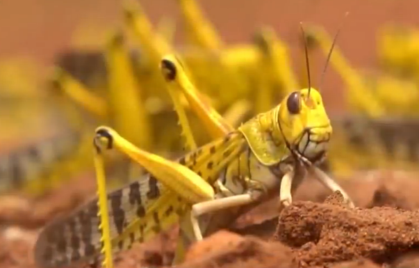 农业农村部：因喜高温、高湿 沙漠蝗迁飞入侵中国几率很小