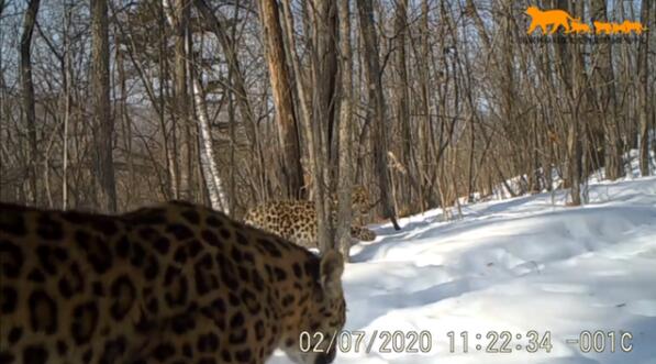 真贵影像!吉林东北虎豹影像公布 在林海雪原自由出没繁衍