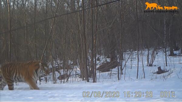 真贵影像!吉林东北虎豹影像公布 在林海雪原自由出没繁衍