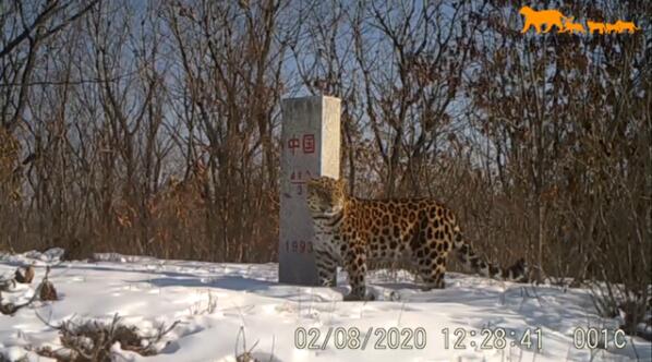 真贵影像!吉林东北虎豹影像公布 在林海雪原自由出没繁衍