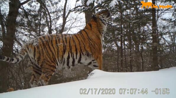 真贵影像!吉林东北虎豹影像公布 在林海雪原自由出没繁衍