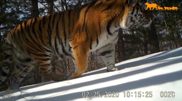 真贵影像!吉林东北虎豹影像公布 在林海雪原自由出没繁衍