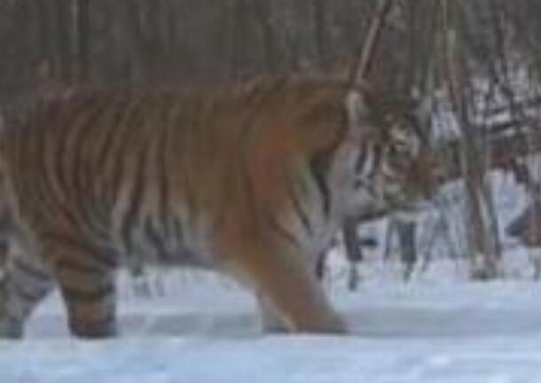 胖虎是你吗?吉林东北虎豹影像 这下好了全都知道你胖乎乎的了