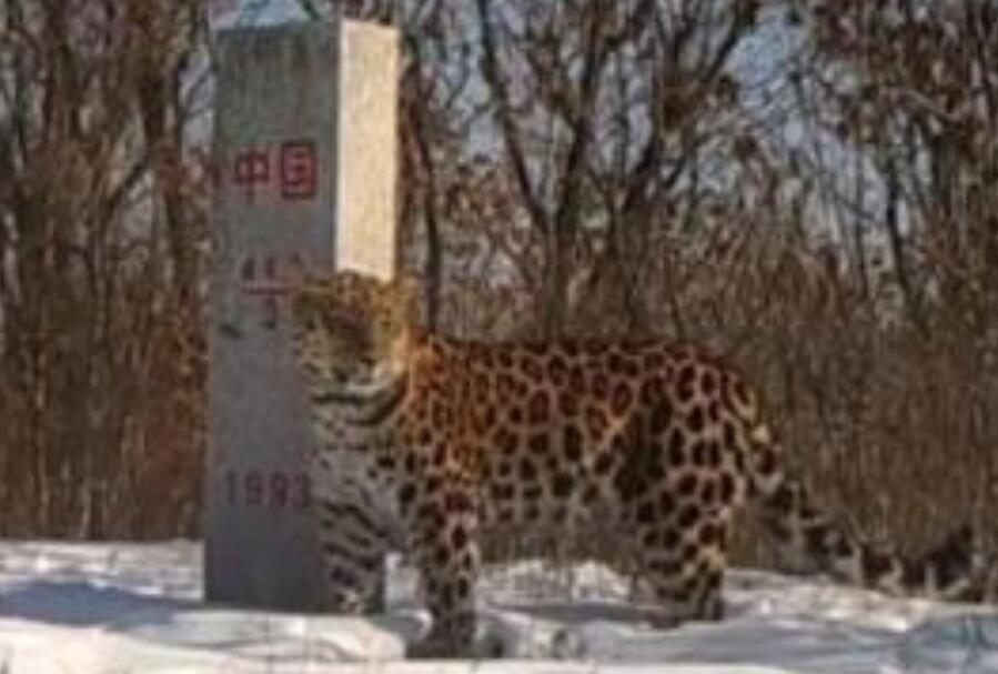 胖虎是你吗?吉林东北虎豹影像 这下好了全都知道你胖乎乎的了