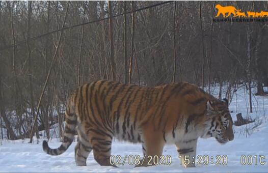 稀有！吉林东北虎豹影像曝光 东北虎还有多少只在中国