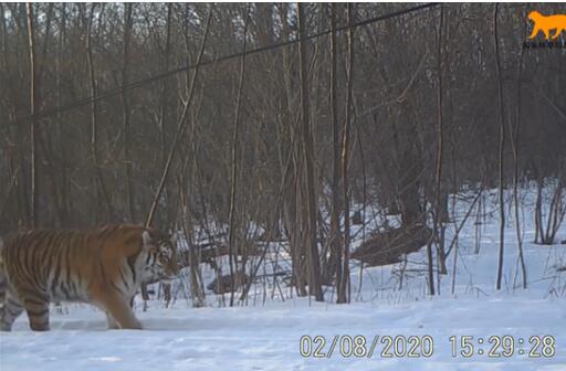 稀有！吉林东北虎豹影像曝光 东北虎还有多少只在中国