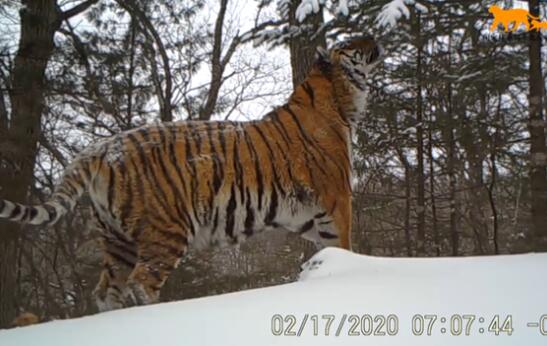 稀有！吉林东北虎豹影像曝光 东北虎还有多少只在中国