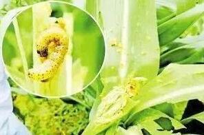 卷土重来!草地贪夜蛾入侵 影响哪些省份?用什么药最有效?