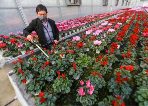 9.9元包邮！1万盆迷你仙客女神节“价”到，爱她就买它