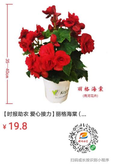 9.9元包邮！1万盆迷你仙客女神节“价”到，爱她就买它