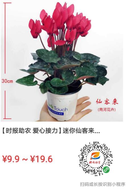 9.9元包邮！1万盆迷你仙客女神节“价”到，爱她就买它