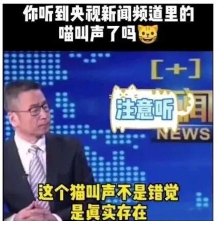 央视猫叫上热搜多档新闻直播出现喵喵声网友猫闻天下已上线