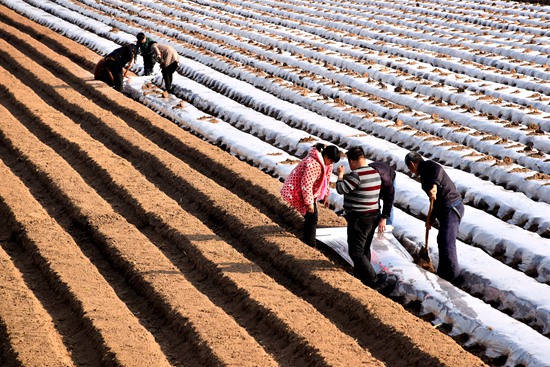 河南：守住“三农”基本盘 打赢疫情阻击战