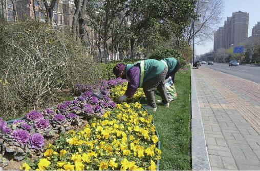 5月底前济南将完成花卉景观大道和花漾街区70余条（处） 风信子郁金香首次大规模用于道路绿化