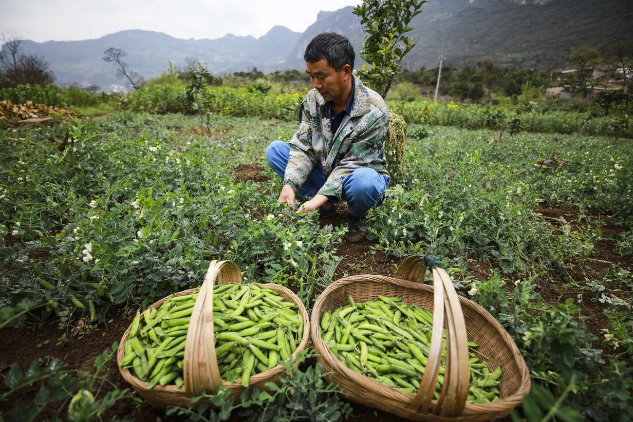 蔬菜种植基地相继复工 农户加紧采摘蔬菜