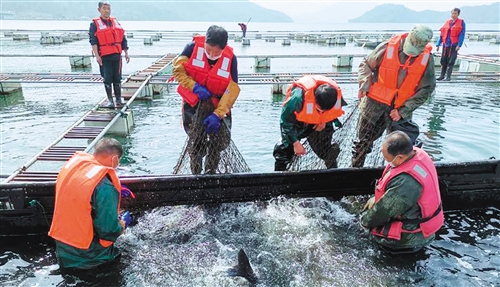 有机活鱼送武汉