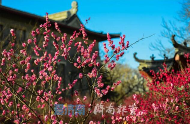 准备好迎接这波春意没？本周济南7级大风南北吹 气温冲击25℃+