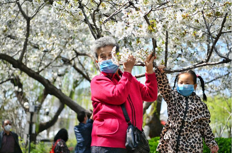 济南：樱花已至最美时节
