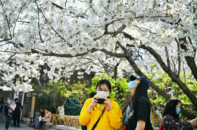 济南：樱花已至最美时节