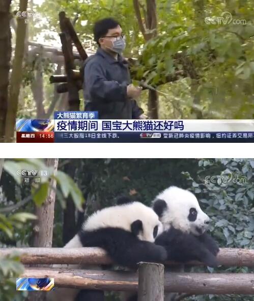 大熊猫繁育季 疫情期间 国宝大熊猫还好吗？