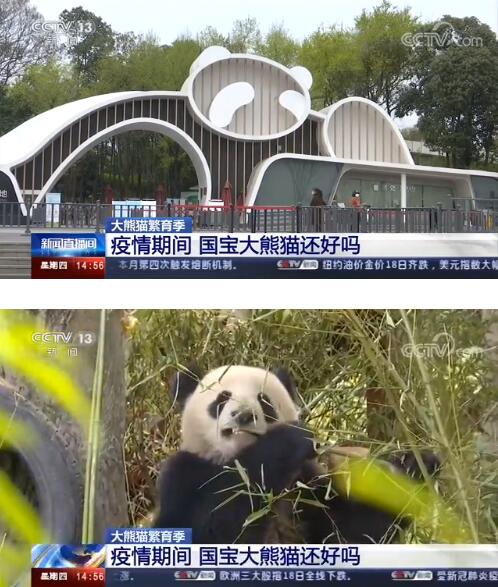 大熊猫繁育季 疫情期间 国宝大熊猫还好吗？